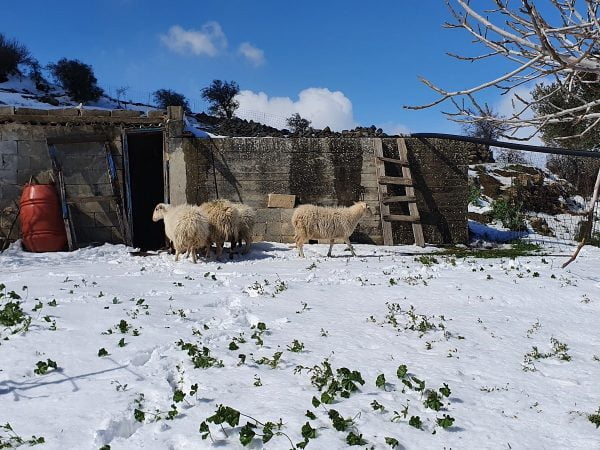 Πρόβατα χιόνια