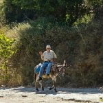 γαϊδουράκι